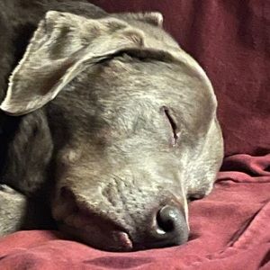 Meet your Posher, Desiree